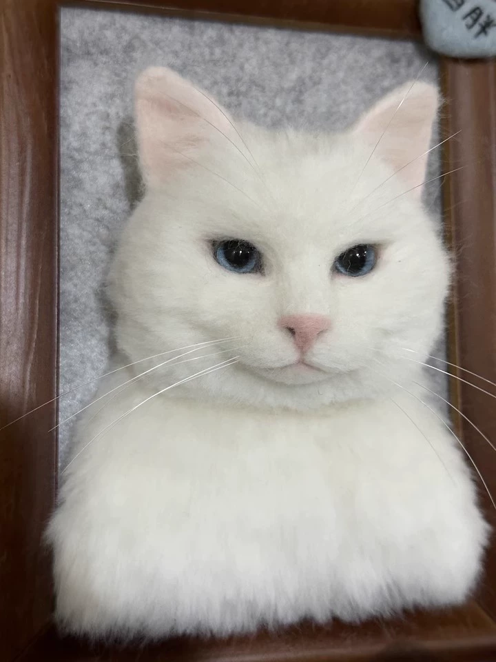 A white cat wool keepsake in a frame.